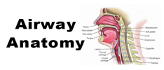 Airway Anatomy